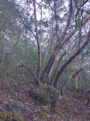 Cudonia spathulata