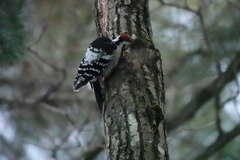 Dendrocopos leucotos