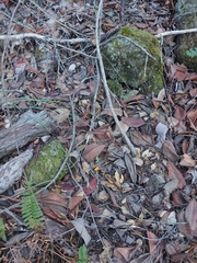 Cudonia spathulata