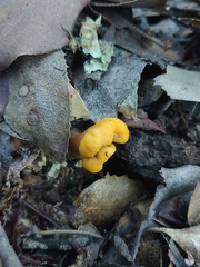 Cudonia spathulata