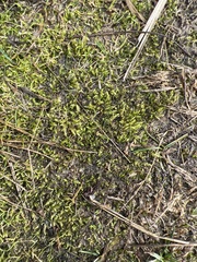 Brachythecium albicans