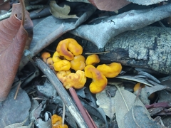 Cudonia spathulata