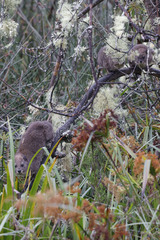 Dendrohyrax arboreus