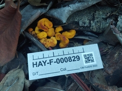 Cudonia spathulata