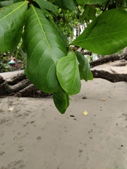 Terminalia catappa
