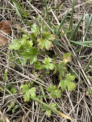 Ranunculus repens