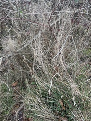 Sisymbrium officinale