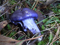 Cortinarius archeri