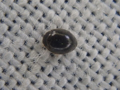 Stethorus pusillus