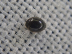 Stethorus pusillus