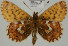 Boloria chariclea