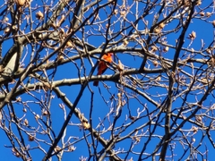 Cardinalis cardinalis cardinalis