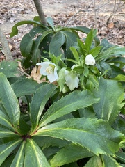 Helleborus