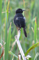 Agelasticus cyanopus