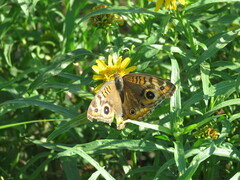 Junonia genoveva hilaris