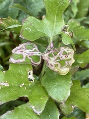 Phytomyza syngenesiae group