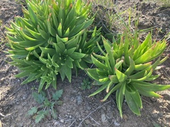Dudleya virens virens