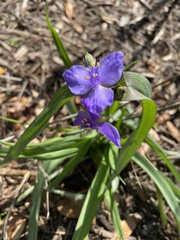 Tradescantia ohiensis