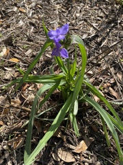 Tradescantia ohiensis