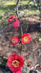 Chaenomeles