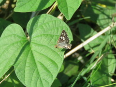 Burnsius orcynoides
