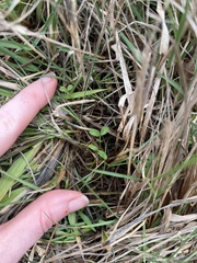 Perideridia gairdneri