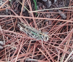 Rhammatocerus pictus