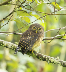 Glaucidium jardinii