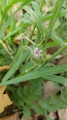 Erodium