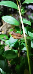Dendropsophus minutus