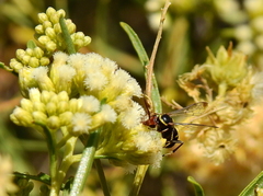 Austrochares chilensis