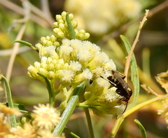 Austrochares chilensis