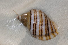 Nucella ostrina