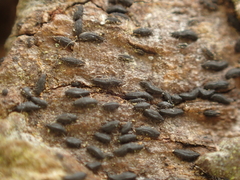 Opegrapha