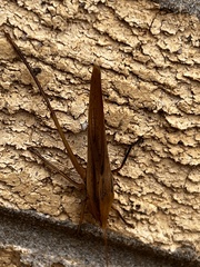 Neoconocephalus triops