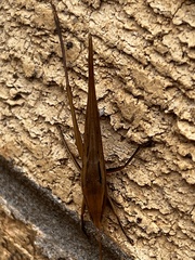 Neoconocephalus triops