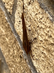 Neoconocephalus triops