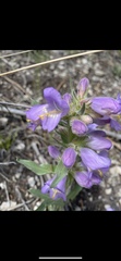 Penstemon eriantherus