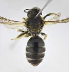 Lasioglossum zonulus