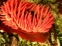 Urticina piscivora