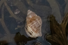 Acanthinucella spirata