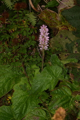 Francoa appendiculata