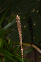Carex phleoides
