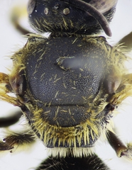 Lasioglossum zonulus