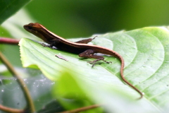 Anolis humilis