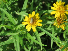 Chauliognathus scriptus