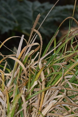Carex phleoides