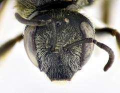 Lasioglossum zonulus