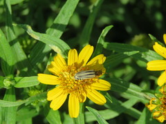 Chauliognathus scriptus