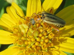 Chauliognathus scriptus